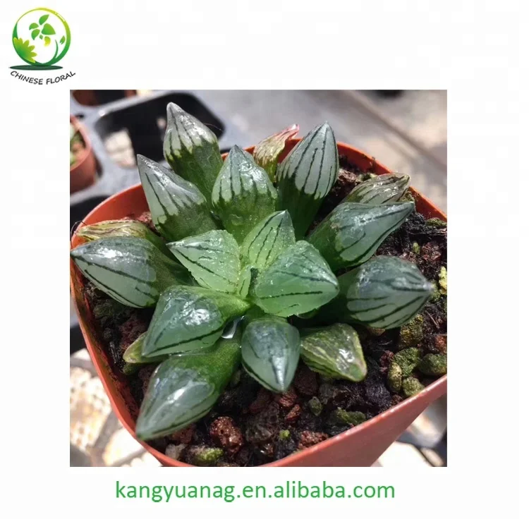 
Real Succulent Haworthia atrofusca mutant 