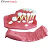 Teaching human dentition development grow up models