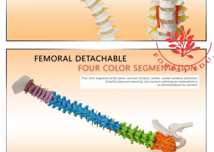 4 Anatomical model spine.jpg
