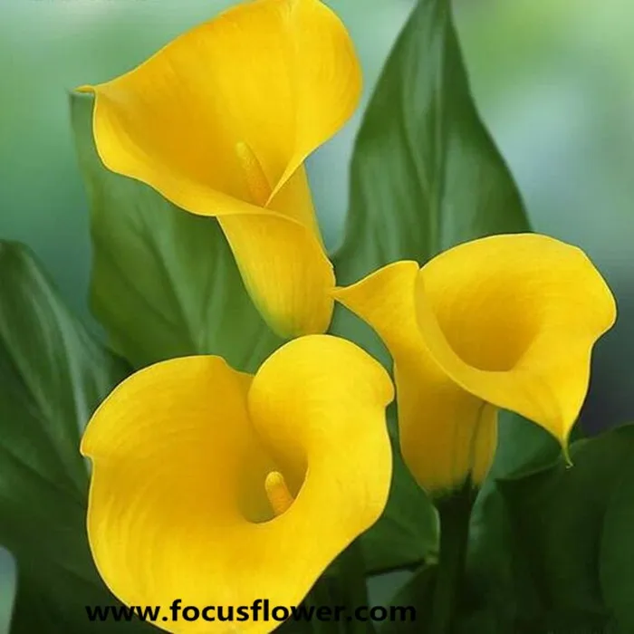 top quality calla lily colors ecuador fresh flower