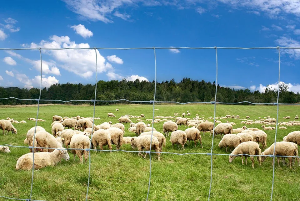 Farm Fence Metal Posts Farm Iron Wire Mesh Fence For Sheep - Buy Farm ...