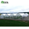 Production Center Multi Span Arched Roof PE Plastic Film Hydroponic Automated Greenhouse for Tomato