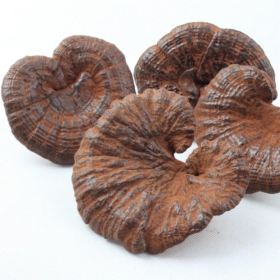9011 lingzhi high quality 100% pure natural lucidum ganoderma