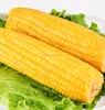 Fresh sweet fruit corn ready to eat in vaccum pack