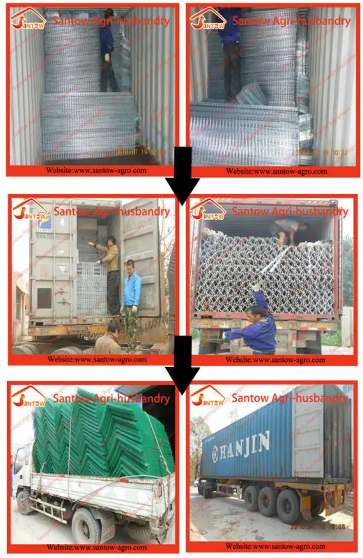 Poultry Farm Chicken Layer Cage For Malaysia - Buy Chicken Layer Cage 