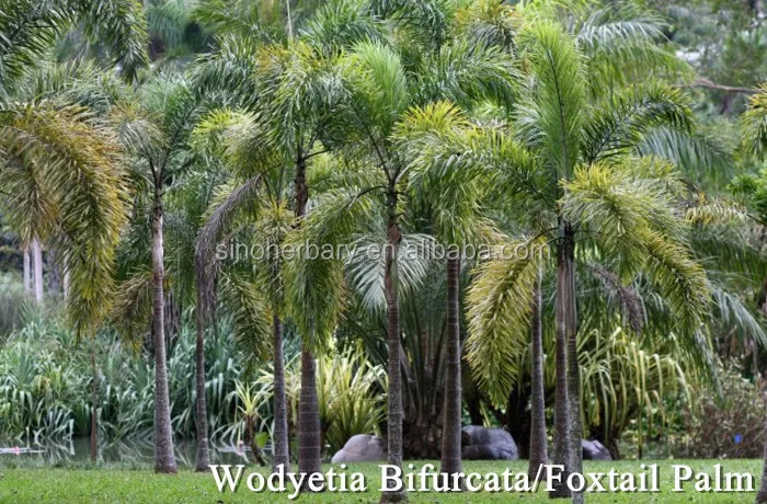 Foxtail Palm Seeds For Planting Buy Foxtail Palm Plant Trees