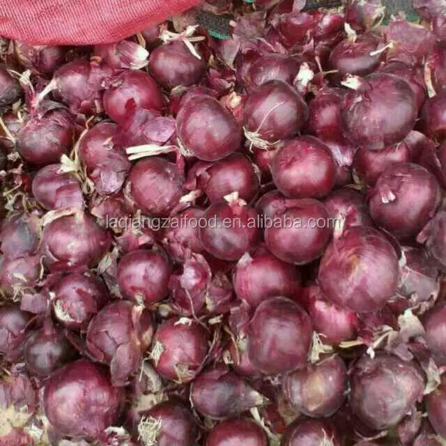 Red Cheapest Price For Onion Pickled Red Cheapest Price For Onion Pickled