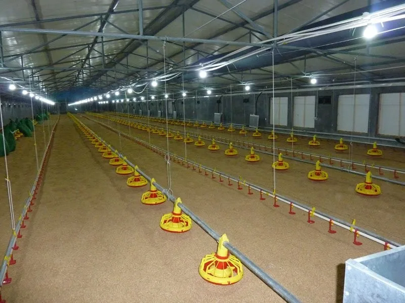 High Quality And Low Price Chicken Farm Used Poultry Equipment Feeder