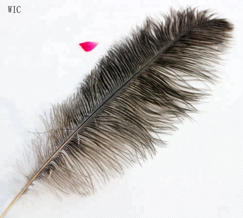 where can i buy ostrich feathers