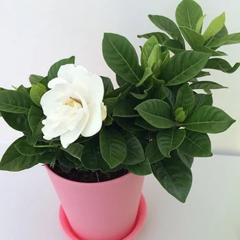 80+ Gambar Bunga Gardenia Terbaru 80+ Gambar Bunga Gardenia Terbaru