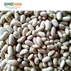 Side Effects Dried White Kidney Beans