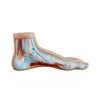 XC-326-1plastic Normal Foot anatomical model