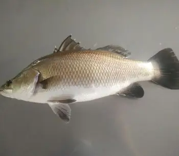 Barramundi Persico Del Nilo Buy Barramundinile Pesce Persico