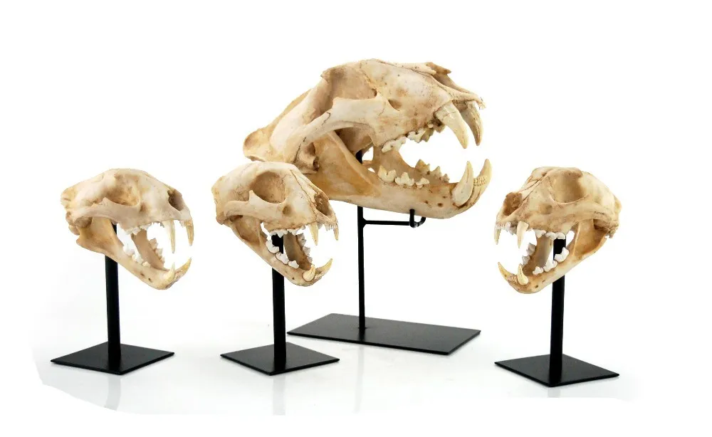 Antique 3D Resin Animal Dinosaur Skull Head Model Home Decoration Europe SCULPTURE Folk Art details