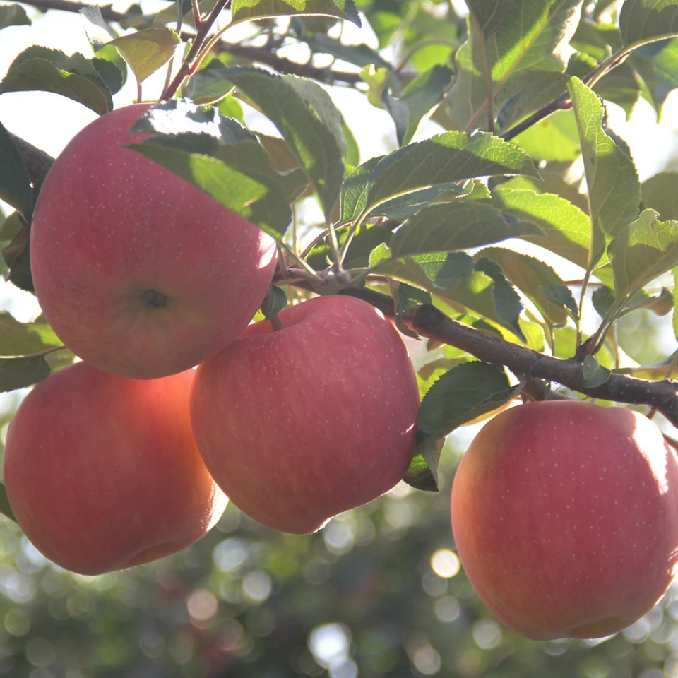 Japanese Sun Fuji Apples Selling for 60 Yuan Apiece in China