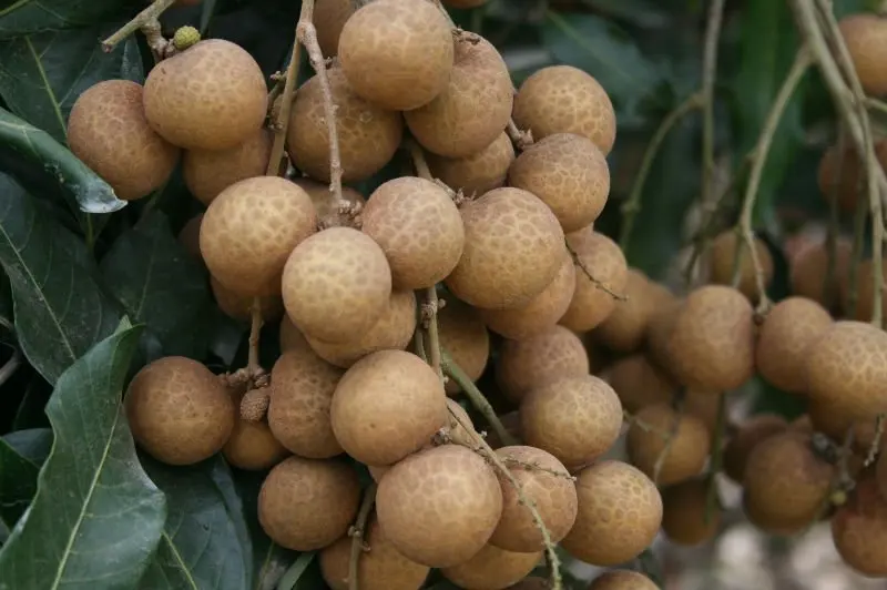 longan fruit healthy fruits to eat during pregnancy longan fruit healthy fruits to eat during pregnancy