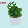 Types cactus plants artificial succulent plant bonsai potted
