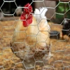 Small hole fine chicken wire mesh 1/2'' 3/4'' 1'' (Anping factory)