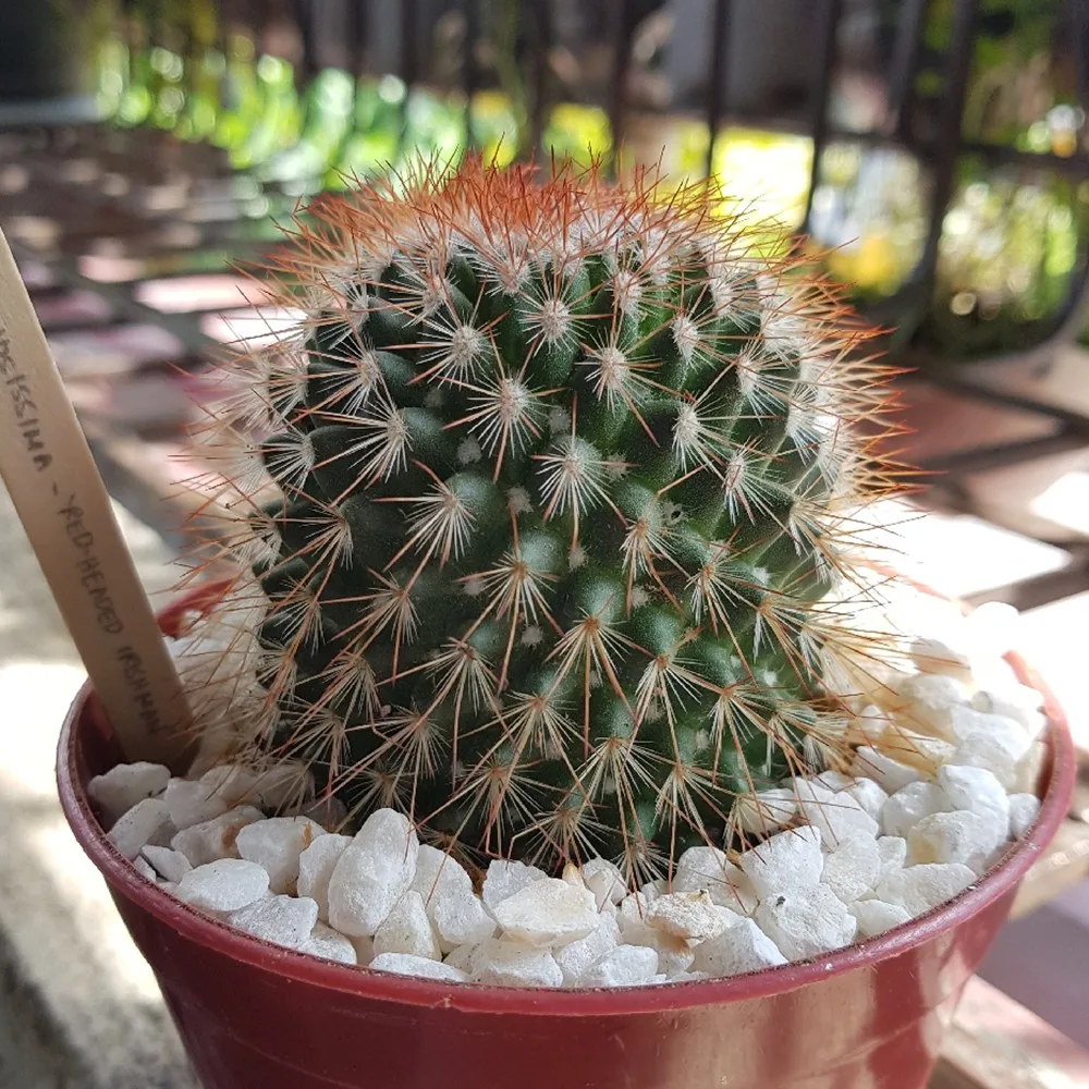 春の花の季節の装飾サボテン生きている植物とげのあるピンクッションサボテンmammillariaspinosissima Buy 装飾サボテン サボテンライブプラント Mammillaria Spinosissima Product On Alibaba Com