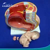 40th Week Pregnant Model,Female Pelvis with Fetus,Uterus and Embryo