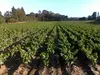Nursery Vines