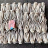 High Quality wholesale Frozen Argentina Illex Squid Tentacles