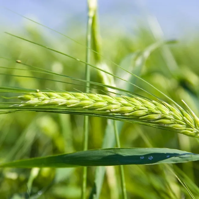 Health Benefits Super Greens Organic Barley Grass Powder