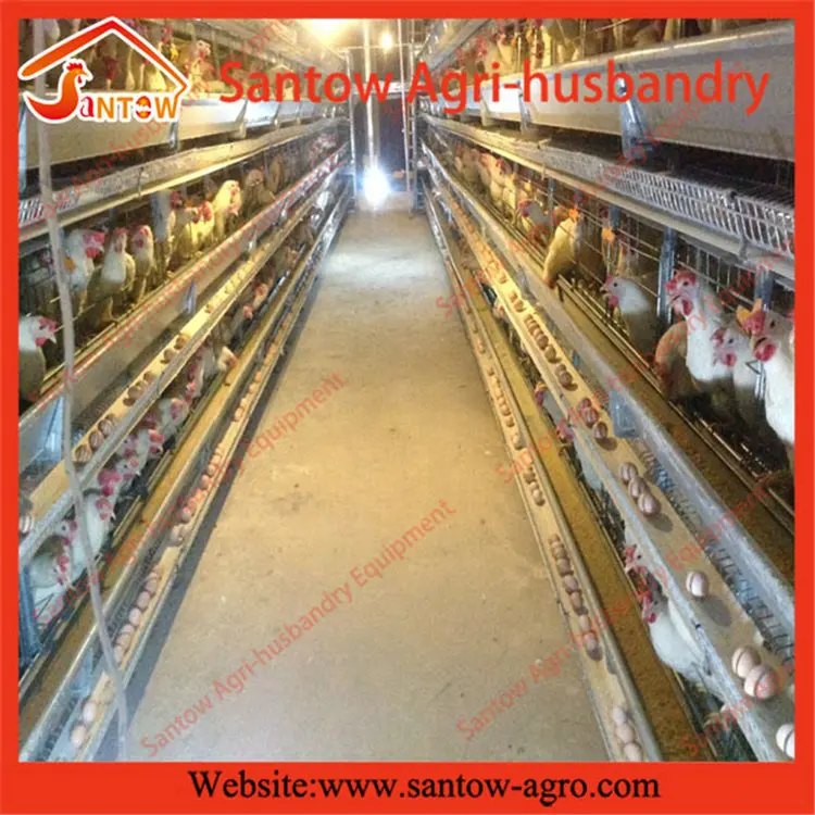 Popular Promotional Poultry Farm Equipment For Sale In Sri Lanka Buy