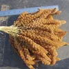new crop yellow broom corn millet millet spray red