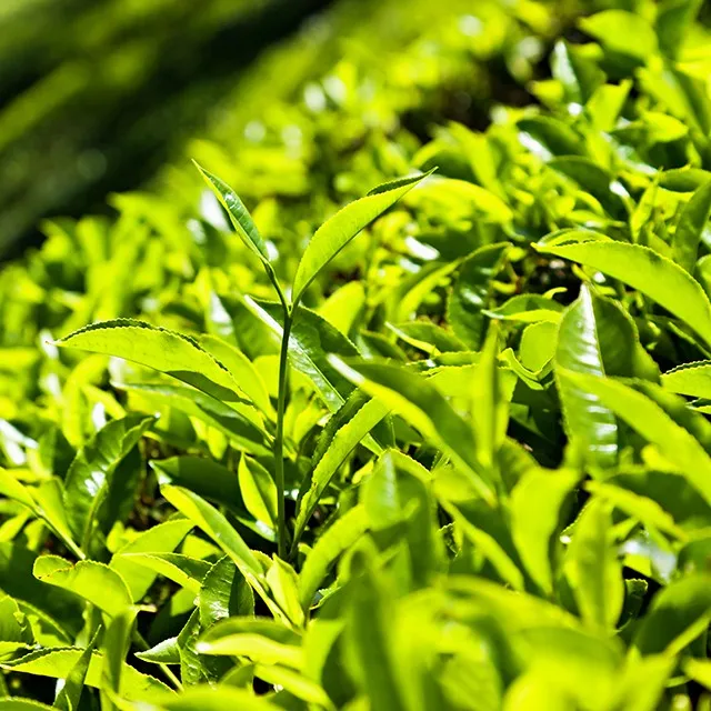 aquatic plants  item: low moq wholesale small perennial tea