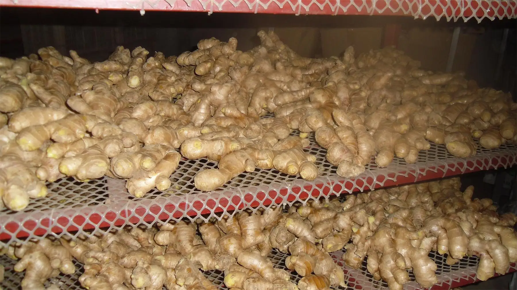 1kg Fresh Ginger Price Market Price For Fresh Ginger Buyers Of Fresh