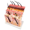 Anatomical model of skin structure Overall structure of skin tissue hierarchy Microcosmetic skin model