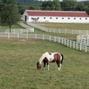 2 or 3 rail PVC horse ranch fence with nice outlook low price high quality, horse paddock fence/recinzioni per cavalli