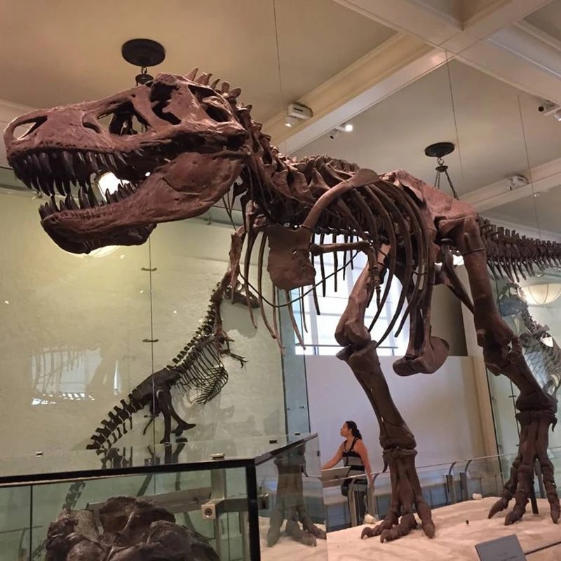 big dinosaur skeleton