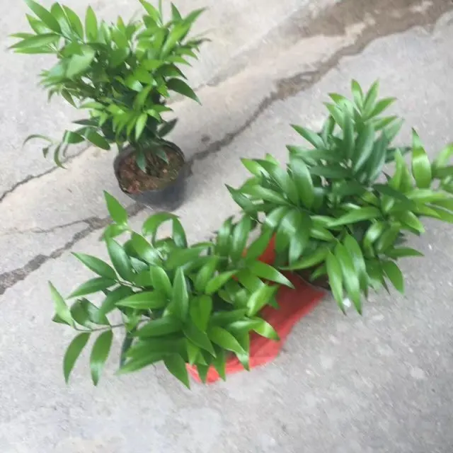 Foliage Plant Podocarpus Nagi Seedlings For Sale Buy Natural Type