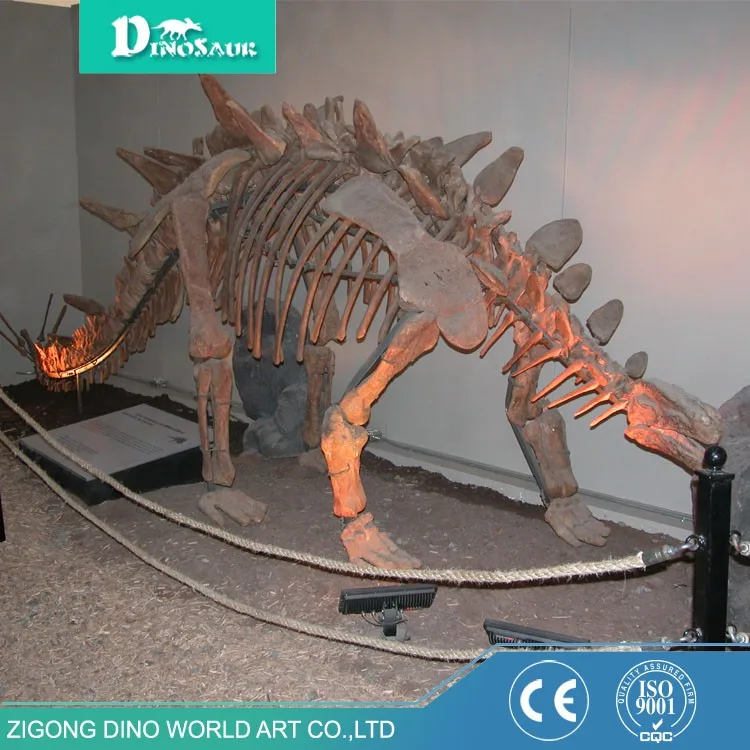 Professional Museum Quality Stegosaurus Dinosaur Fossils For Sale Buy Stegosaurus Dinosaur
