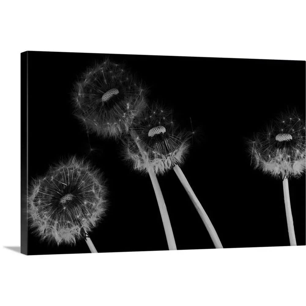 Gallery-Wrapped Canvas Entitled Dandelion Fluff in Black and White by Great Big Canvas 60"x40"