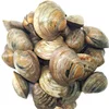 Frozen mussels Oyster Meat live shellfish