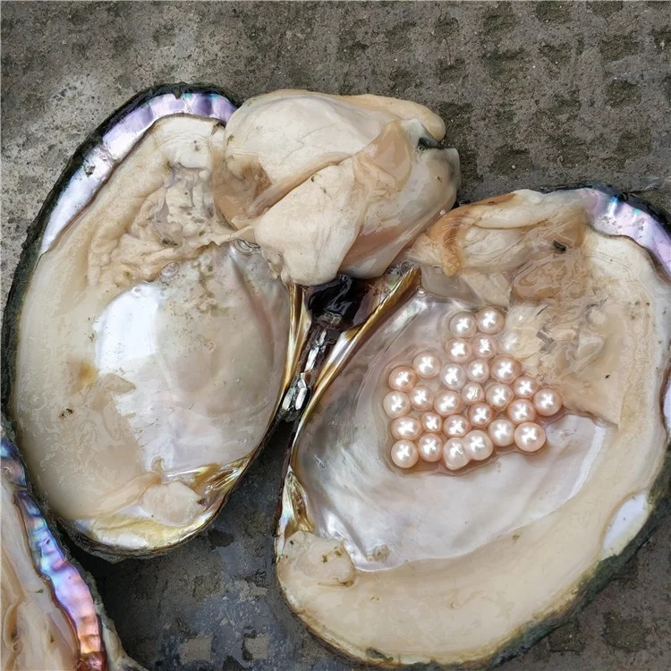 Live Taking Pearls From Freshwater Monster Oysters With 1030 Pearls
