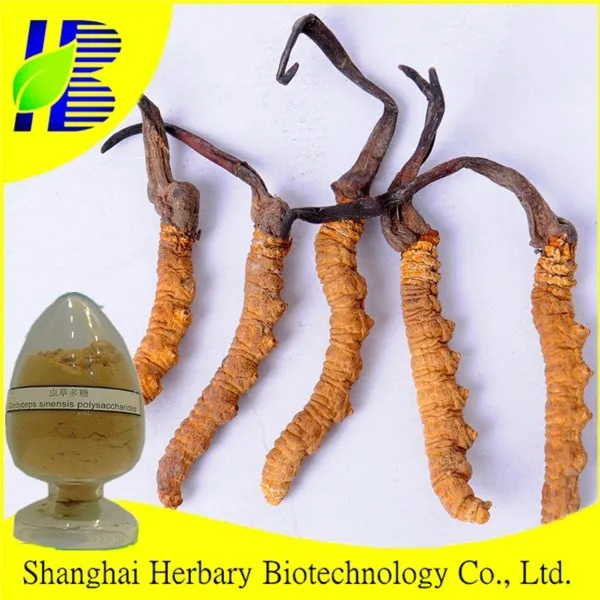 100% pure nature caterpillar fungus extract -- polysaccharide 60