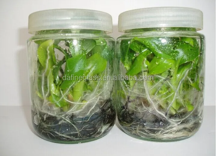 240ml Plant Tissue Culture Glass Container/bottle With Plastic Lids