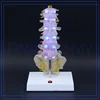 PNT-0191 Custom logo Model of Human Skeleton For Gifts With Promotional Price