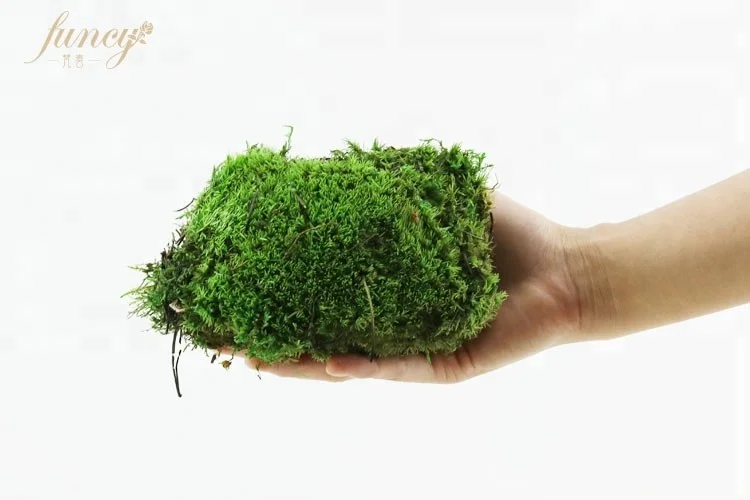 мох сфагнум живой. мох сфагнум живой в растениях. мох сфагнум цветы. декоративный голубой мох для сада. испанский мох.