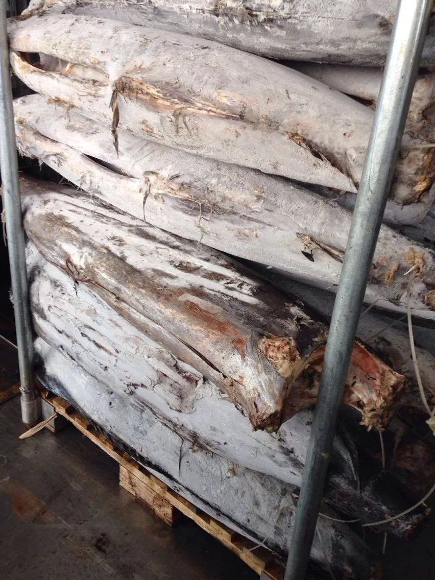 Frozen Blue Marlin Fish With Best Price Buy Frozen Blue