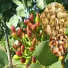 Import natural plant Pistachio fruit tree seedling