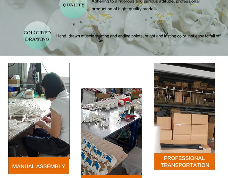 3 Life size skeleton.jpg