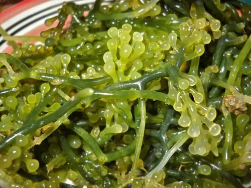lato ug guso seaweed