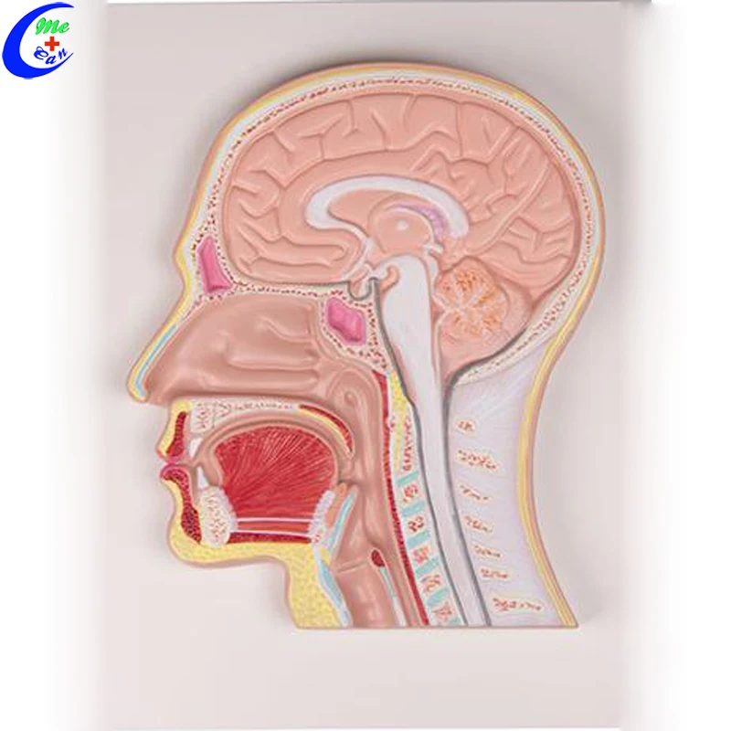 medical head model