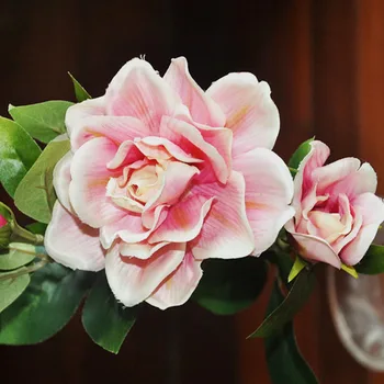 80+ Gambar Bunga Gardenia Terbaru 80+ Gambar Bunga Gardenia Terbaru