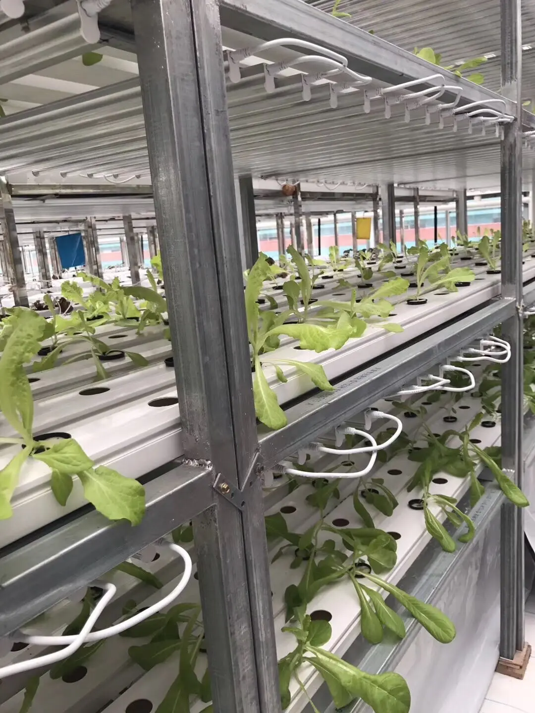 2ft 4ft Vertical Greenhouse Farming Fluorescent Led Grow Lamp